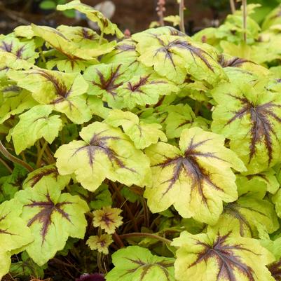 Heucherella Catching Fire