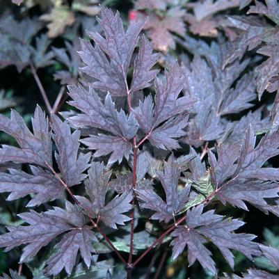 Cimicifuga (Actaea) ramosa Hillside Black Beauty