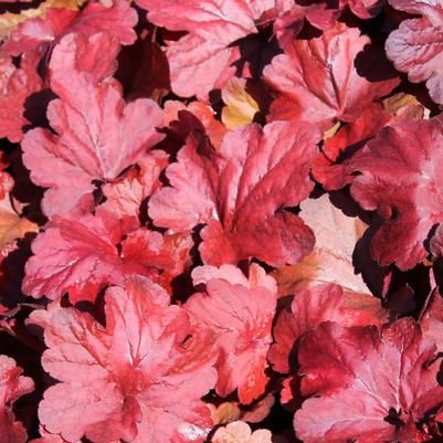 Heuchera Fire Alarm