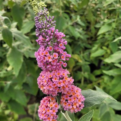 Buddleia Bicolor