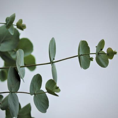 Eucalyptus Silver Dollar