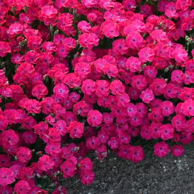 Dianthus Paint the Town Red