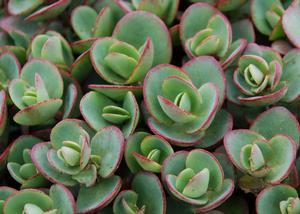 Sedum Sunsparkler® Lime Zinger