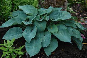 Hosta Blue Angel