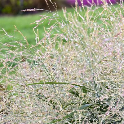 Panicum virgatum PRAIRIE WINDS® Niagara Falls