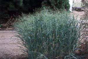 Panicum virgatum Prairie Sky