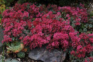 Sedum cauticola Lidakense