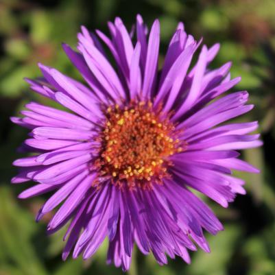 Aster novae-angliae Purple Dome