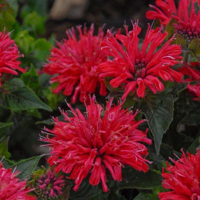 Monarda didyma Pardon My Cerise