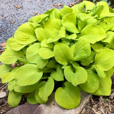 Hosta Sun Mouse