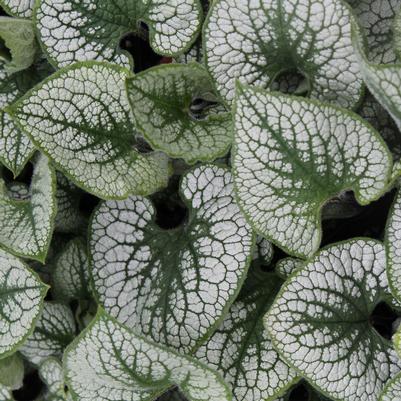 Brunnera macrophylla Sea Heart