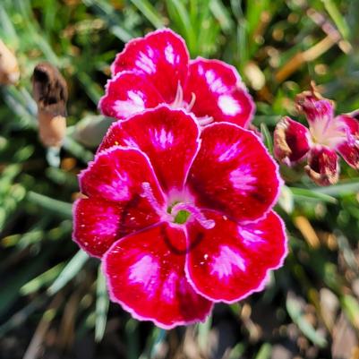 Dianthus Mountain Frost™ Ruby Glitter