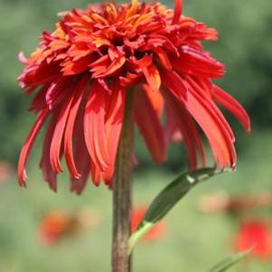 Echinacea Hot Papaya