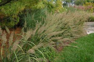 Calamagrostis arundinacea var. brachytricha 