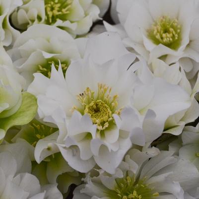 Helleborus Wedding Party® Wedding Bells