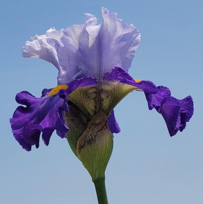 Iris germanica Cubs Win It