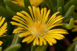 Delosperma Delmara® Yellow 