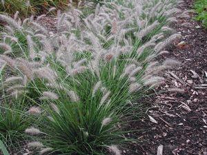 Pennisetum alopecuroides Piglet