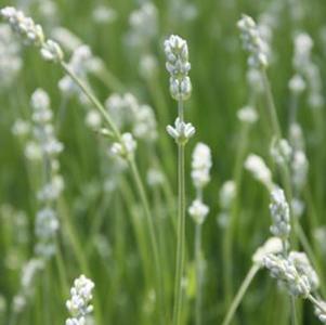 Lavandula intermedia Grosso