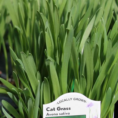 Cat Grass 