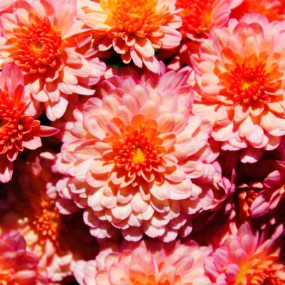 Chrysanthemum Chelsey Coral