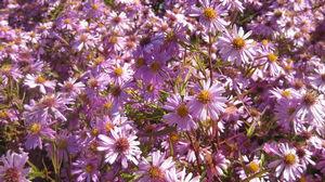 Aster dumosus Wood's Pink