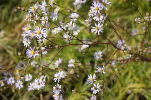 Aster azureus 