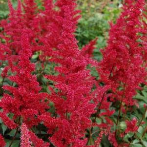 Astilbe arendsii Fanal