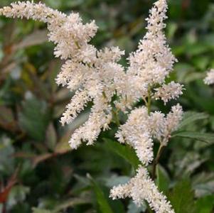 Astilbe japonica Deutschland