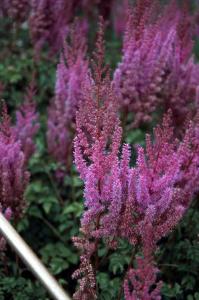 Astilbe chinensis Purpurkerze