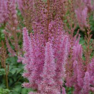 Astilbe chinensis Superba