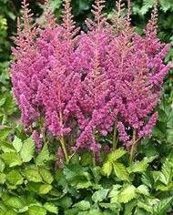 Astilbe chinensis Visions in Pink