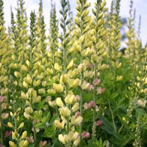 Baptisia Solar Flare