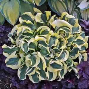 Hosta Miniskirt