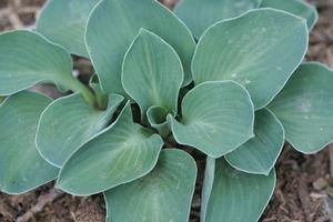 Hosta Blue Mouse Ears