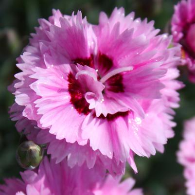 Dianthus STAR DOUBLE™ Pop Star