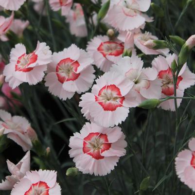 Dianthus American Pie™ Georgia Peach Pie