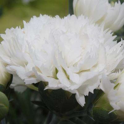 Dianthus Early Bird Frosty