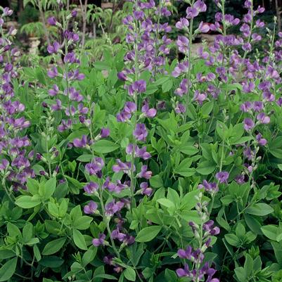 Baptisia australis 