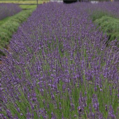 Lavandula intermedia Phenomenal