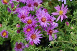 Aster dumosus Wood's Purple