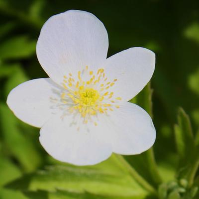 Anemone canadensis 