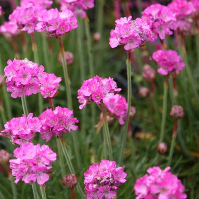 Armeria maritima Dusseldorf Pride