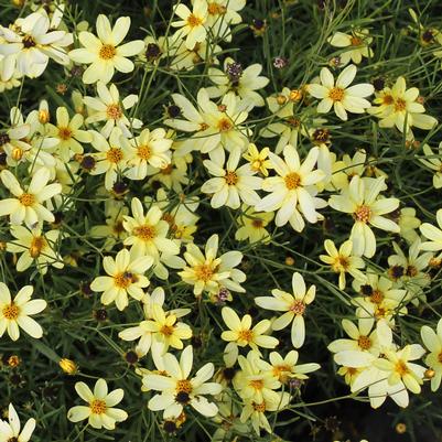 Coreopsis verticillata Moonbeam