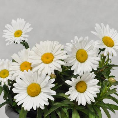 Leucanthemum Betsy®