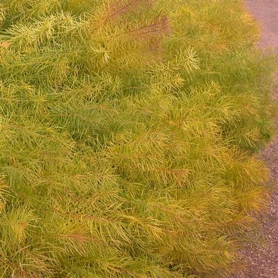 Amsonia hubrichtii 