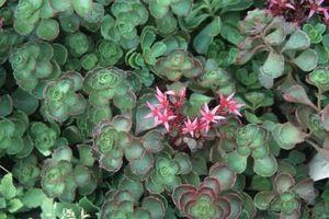 Sedum spurium Fuldaglut