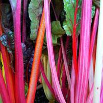 Swiss Chard Bright Lights