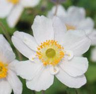 Anemone Elfin Swan