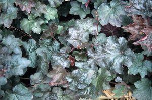 Heuchera micrantha Palace Purple